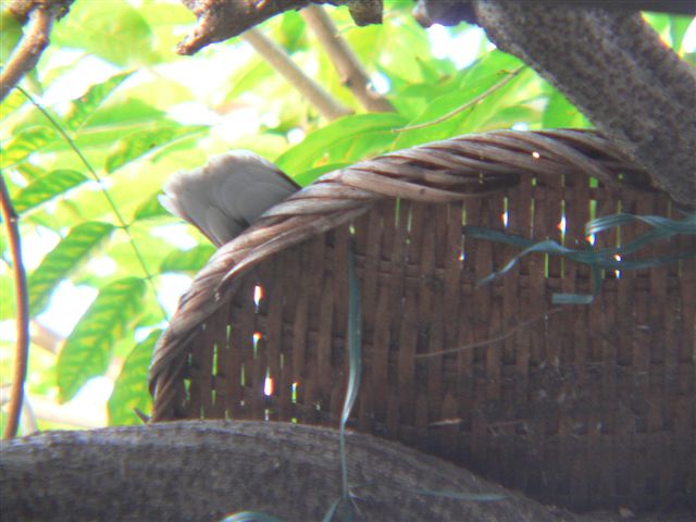 P1020261.JPG 640�~480 55K